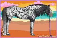 Horse Color:Black Splash Appaloosa 