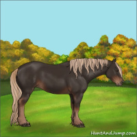 Horse Color:Liver Chestnut 