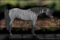 Horse Color:Blue Roan Varnish 