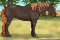 Horse Color:Liver Chestnut