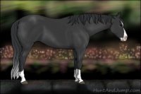 Horse Color:Black Splash 