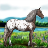 Horse Color:Silver Black Appaloosa 