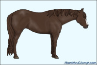 Horse Color:Gray Chestnut 