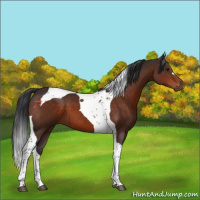 Horse Color:Brown Tobiano 