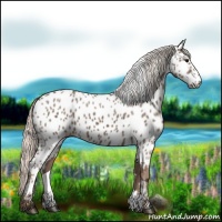 Horse Color:Silver Black Near Leopard 