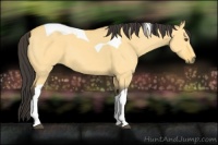 Horse Color:Buckskin Dun Tobiano 