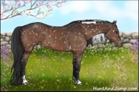 Horse Color:Brown Tobiano Appaloosa