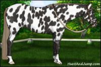 Horse Color:Liver Chestnut Appaloosa 