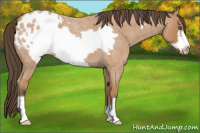 Horse Color:Bay Roan Frame Appaloosa
