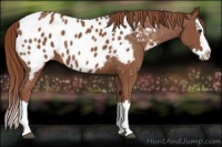 Horse Color:Chestnut Splash Appaloosa 