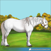 Horse Color:Gray Liver Red Roan Splash Frame 