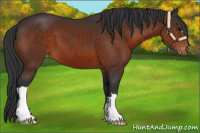 Horse Color:Brown Appaloosa 