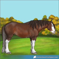 Horse Color:Liver Chestnut Splash 