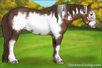 Horse Color:Liver Chestnut Frame 