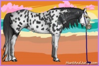 Horse Color:Black Splash Appaloosa 