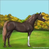 Horse Color:Liver Chestnut 