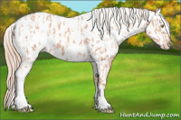 Horse Color:Gold Champagne Appaloosa and Gold Champagne Dun Appaloosa