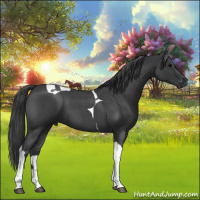 Horse Color:Blue Roan Tobiano 
