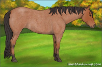 Horse Color:Bay Roan 