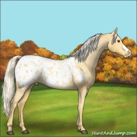 Horse Color:Palomino Appaloosa 