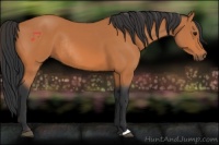 Horse Color:Bay Rabicano 