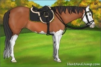 Horse Color:Bay Splash 