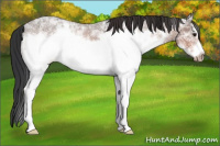 Horse Color:White Spotted Brown Ice Roan Splash Frame Rabicano 