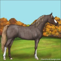Horse Color:Liver Red Roan 