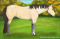Horse Color:Buckskin Ice 