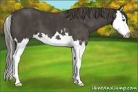 Horse Color:Smoky Black Splash 
