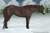 Horse Color:Liver Chestnut 