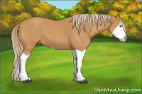 Horse Color:Palomino Roan Splash 