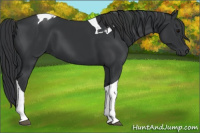 Horse Color:Black Tobiano 