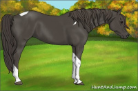 Horse Color:Smoky Black Tobiano 