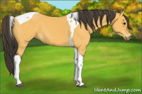 Horse Color:Buckskin Tobiano