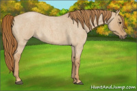 Horse Color:Red Dun Roan 