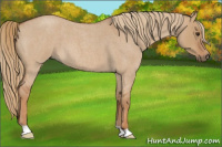 Horse Color:Red Dun Roan 