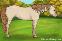 Horse Color:Red Dun Roan 