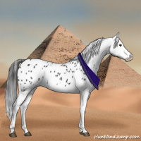 Horse Color:Liver Chestnut Appaloosa 