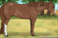 Horse Color:Chestnut 