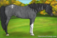 Horse Color:Blue Roan Varnish 