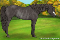 Horse Color:Smoky Black Rabicano 