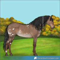 Horse Color:White Spotted Liver Red Dun 