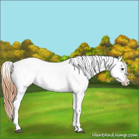 Horse Color:Black Tobiano Blanket 