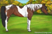 Horse Color:Bay Tobiano 