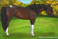 Horse Color:Bay Tobiano 