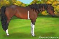 Horse Color:Brown Tobiano 