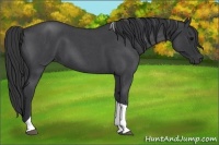 Horse Color:Blue Roan Tobiano 