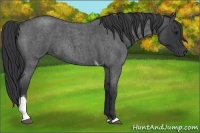 Horse Color:Blue Roan Tobiano