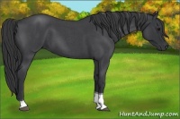 Horse Color:Blue Roan Tobiano 
